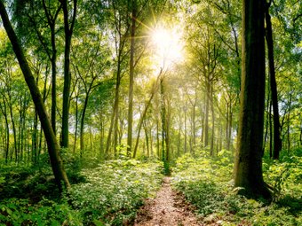 Solen skinner gennem træerne i en skov.