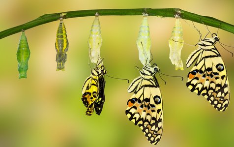 En sommerfugl gennemgår forandring fra pubbe til sommerfugl.